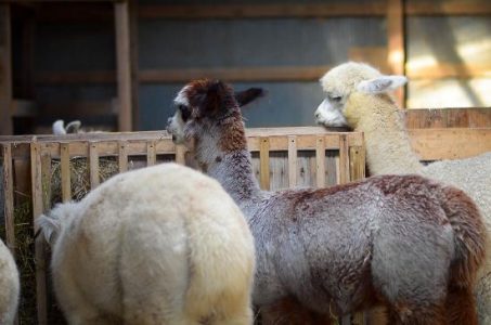 Alpaca and Llama Tales From the Barnyard Image